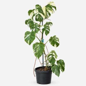 Monstera-143-1