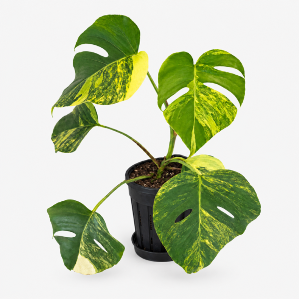 Monstera-50