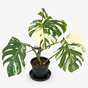 Monstera