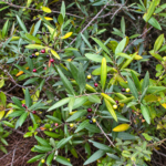 Wild Olive Indigenous Tree | Olea Europaea Subsp. Africana