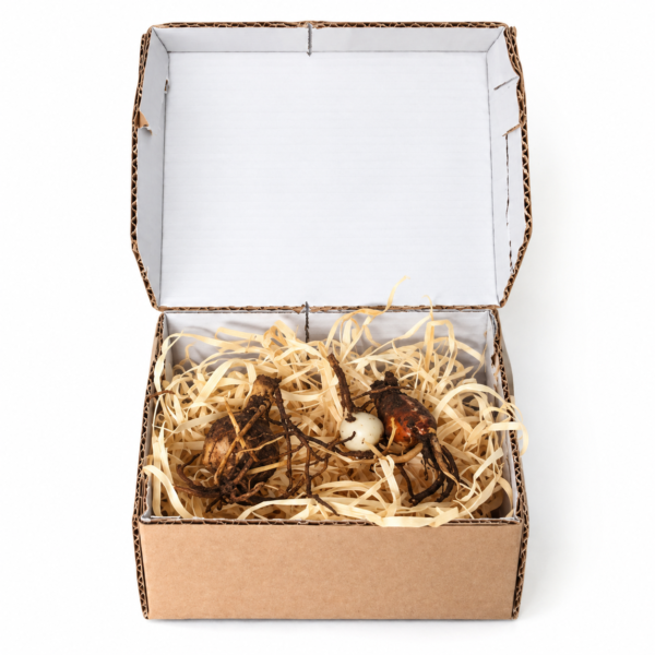 Red Guernsey Lily Bulb | Nerine Sarniensis | 3 Bulbs - Image 2