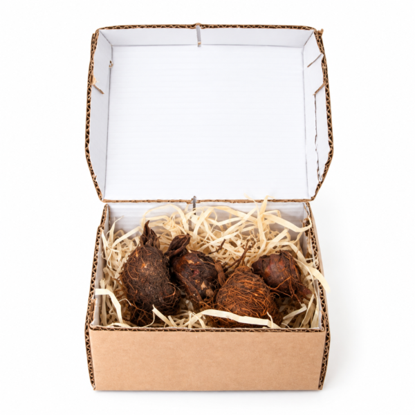 Dwarf Babiana Bulb | Babiana Hypogea | 4 Bulbs - Image 3