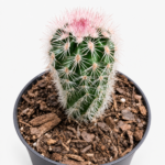 Echinocereus dasyacanthus var. ctenoides | Texas Rainbow Cactus | 5 cm Pot