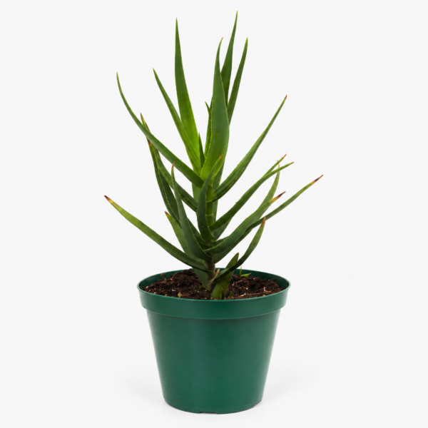 Climbing Aloe Succulent | Aloiampelos Ciliaris | 20cm Plant - Image 2