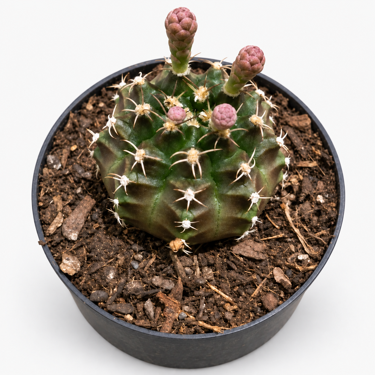 Potted Cactus with Pink Buds