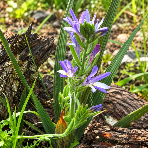 Dwarf Babiana Bulb | Babiana Hypogea | 4 Bulbs - Image 2