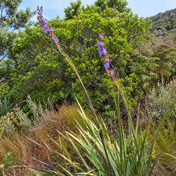Tall Cape Blue Fynbos Plant | Aristea Bakeri - Image 2