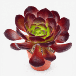 Semponium vortex