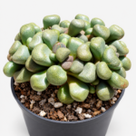 Aloinopsis schooneesii | Living Stone Succulent | 7.5 cm Pot