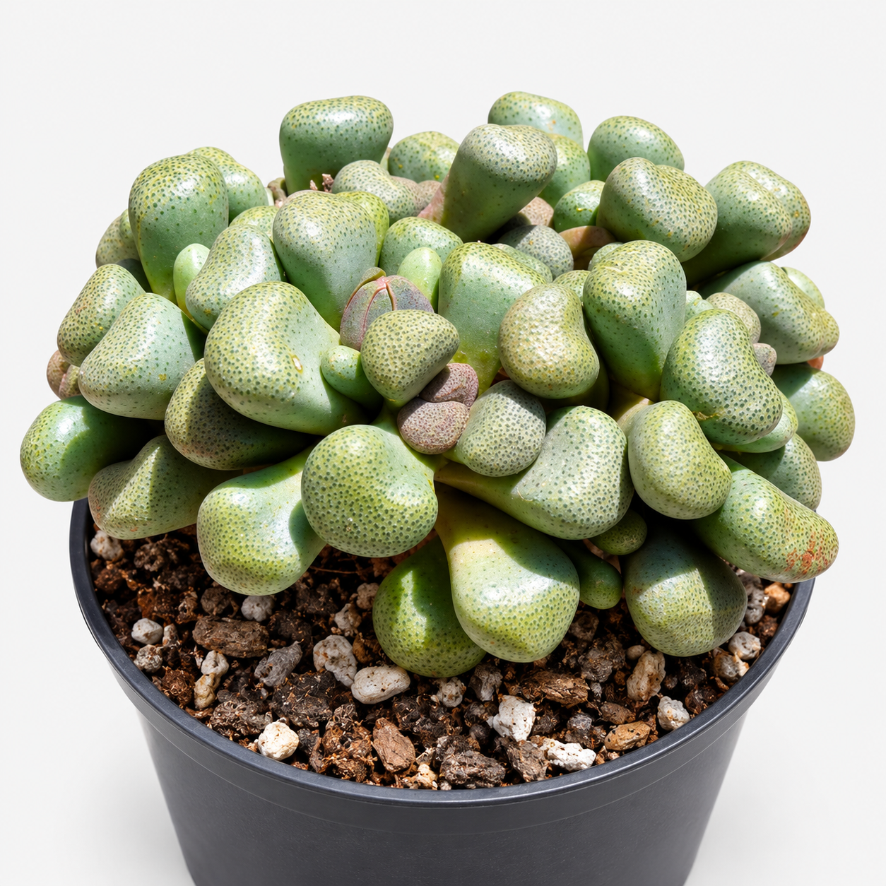 Speckled Pebble Succulent in Black Pot