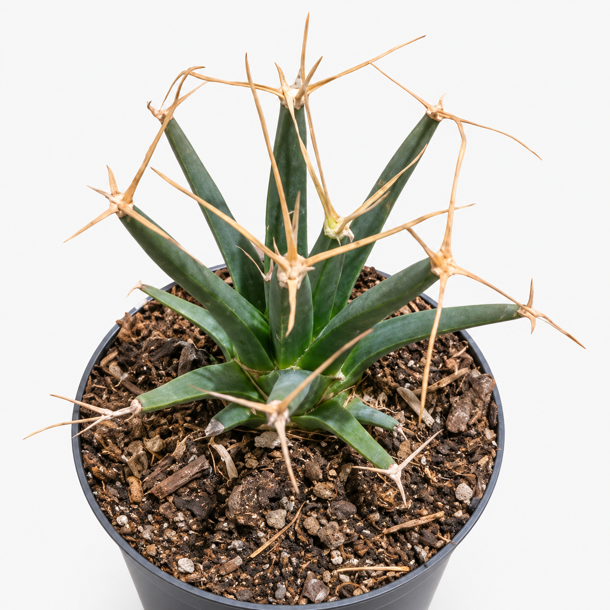 Spiky Agave in Black Nursery Pot