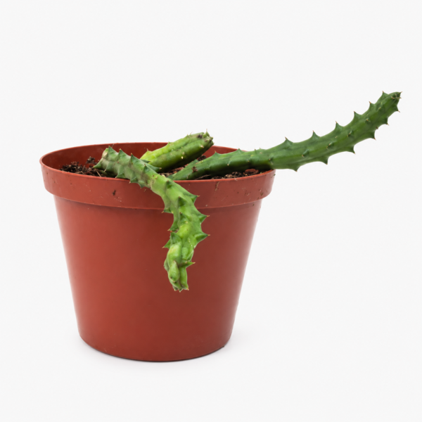 Starfish Cactus Succulent | Orbea Variegata - Image 2