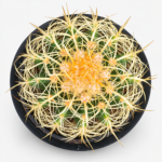Golden barrel cactus(Echinocactus grusonii) ) 20cm