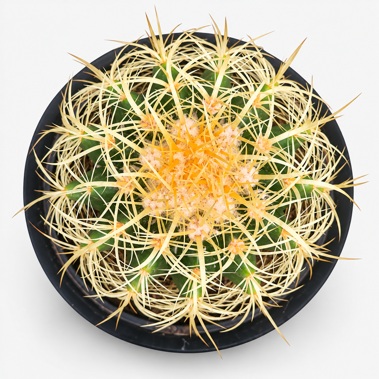 Spiny Golden Crown Cactus