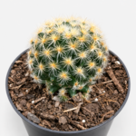 Mammillaria carmenae | Powder Puff Cactus | 5 cm Pot