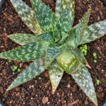 Aloe maculata | Soap Aloe Indigenous Succulent