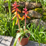 Lachenalia Bulb | Viooltjies Variety | 3 Bulbs
