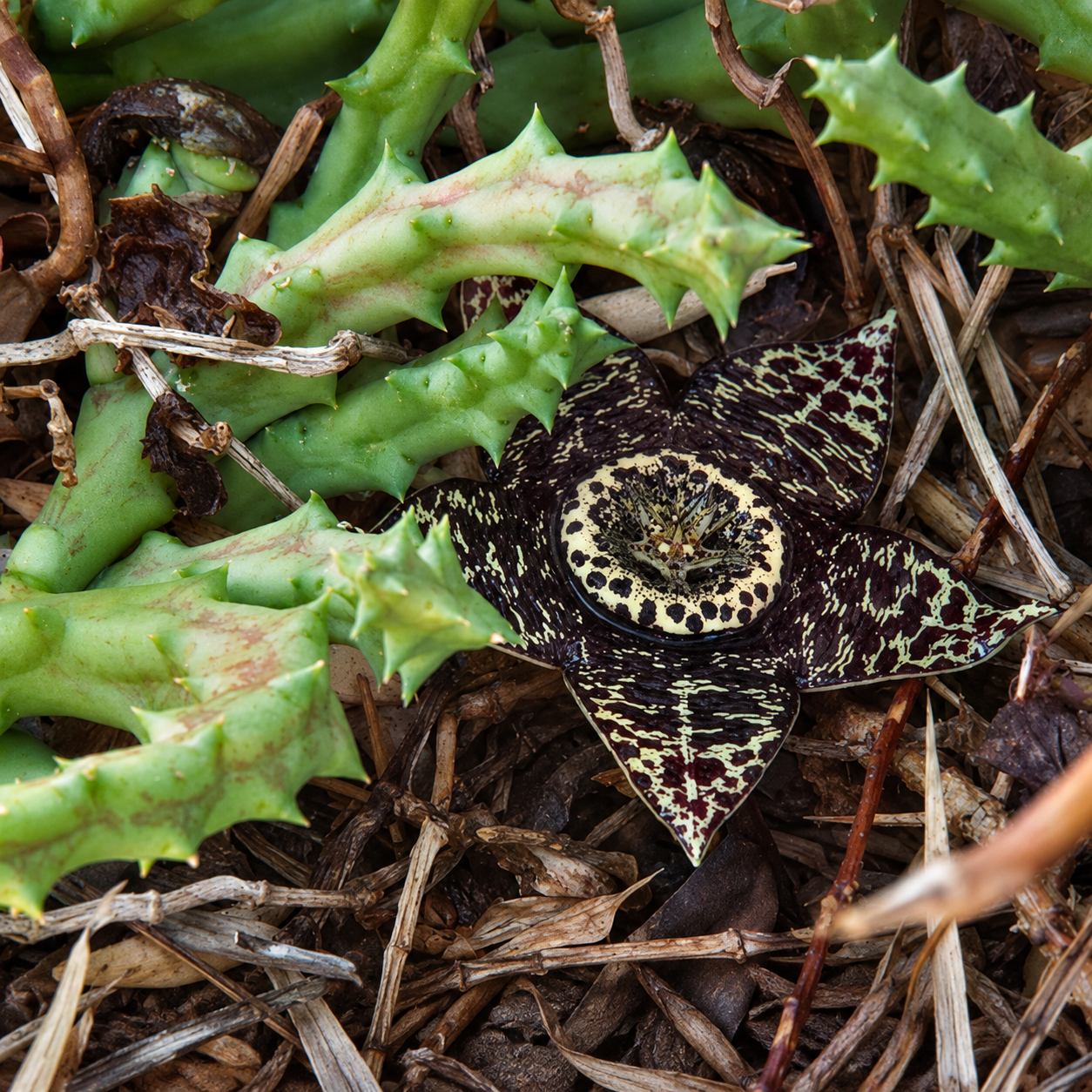 Starry Carrion Flower Among Spiny Stems