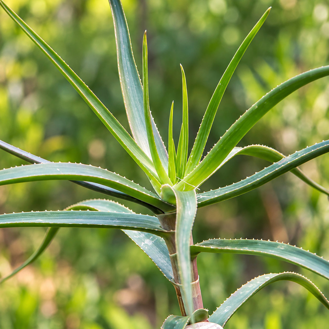 Succulent Rosette in Sunlit Bokeh