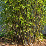 Black Bamboo Ornamental Plant | Phyllostachys Nigra