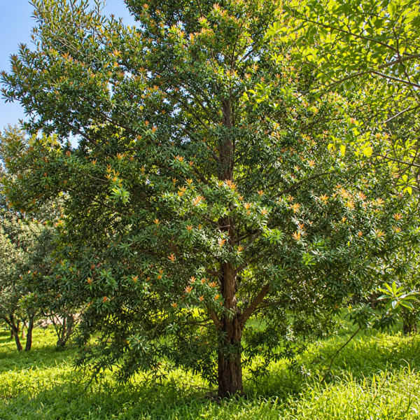 Real Yellowwood National Tree | Podocarpus Latifolius - Image 2