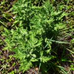African Wormwood | Artemisia afra | 30-50cm Plant
