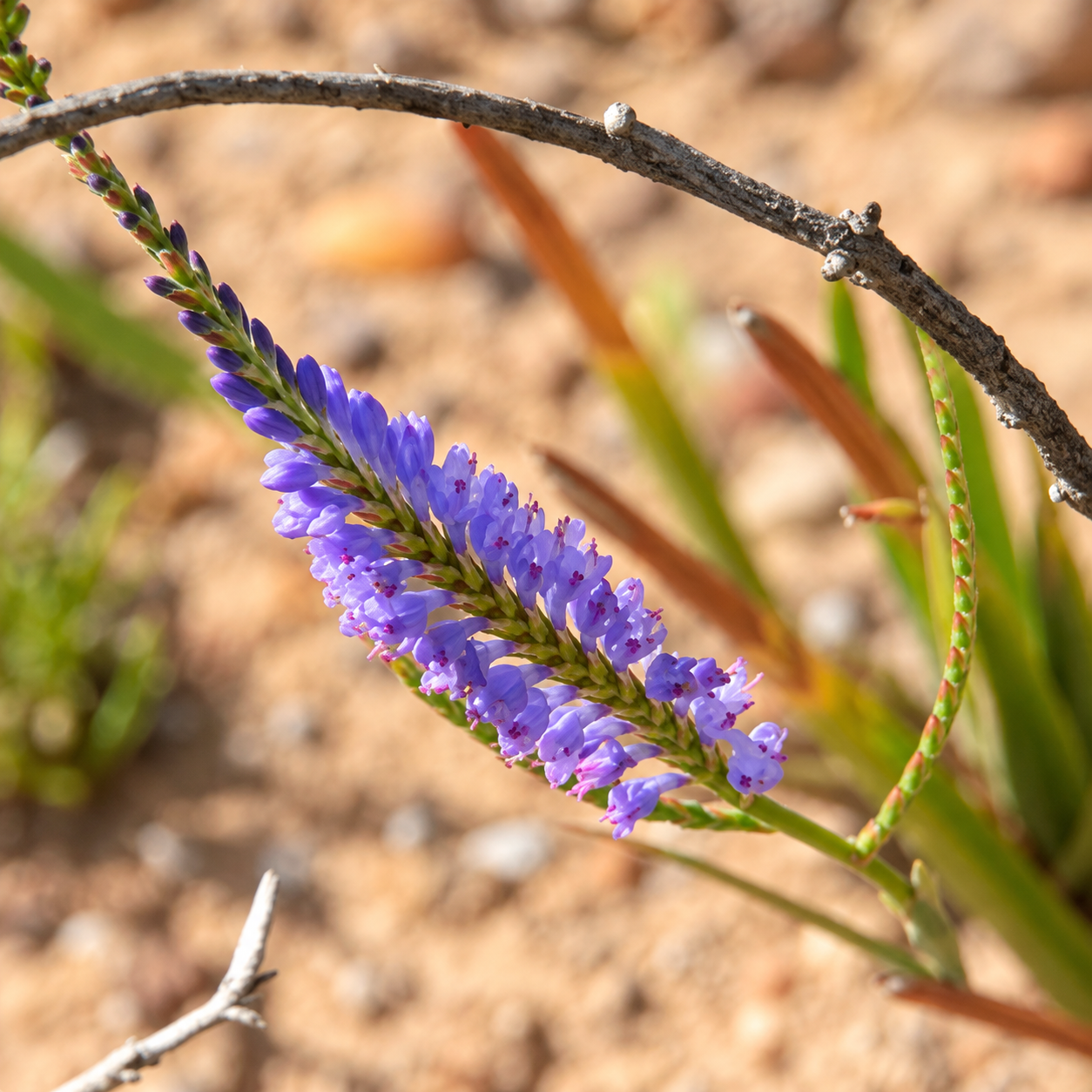 Sunlit Lavender Flower Spike