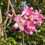 March Lily Indigenous Bulb | Amaryllis Belladonna | 1 Bulb