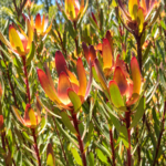 Conebush Fynbos Shrub | Leucadendron | ~30cm Plant