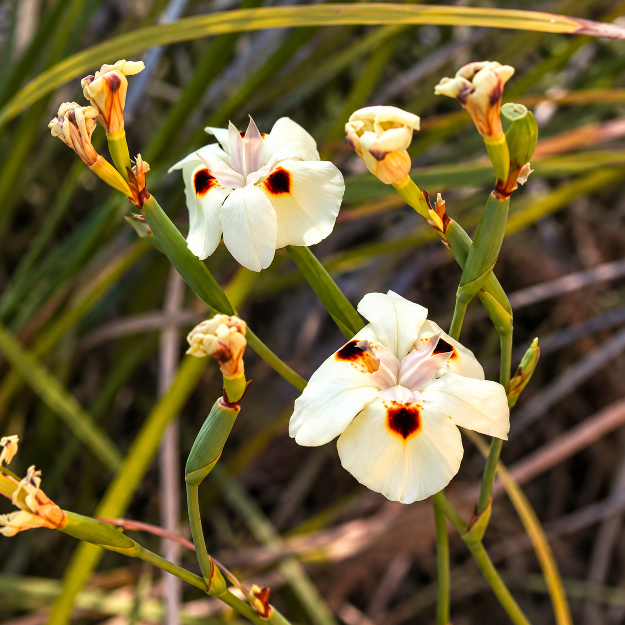 Sunlit Spotted Iris Blossoms