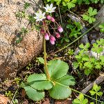 Cape Snowdrop Succulent | Crassula Capensis | 3 Bulbs