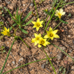 Romulea Bulb | Miniature Harlequin Flower | 10 Bulbs