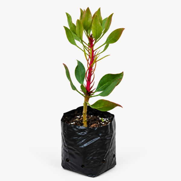 Protea Cynaroides | King Protea Plant White | 30–40 cm Height - Image 3