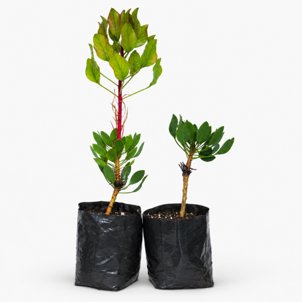 Protea Cynaroides | King Protea Plant White | 30–40 cm Height - Image 2