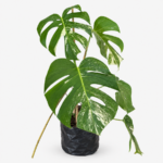 Variegated Maonstera-70