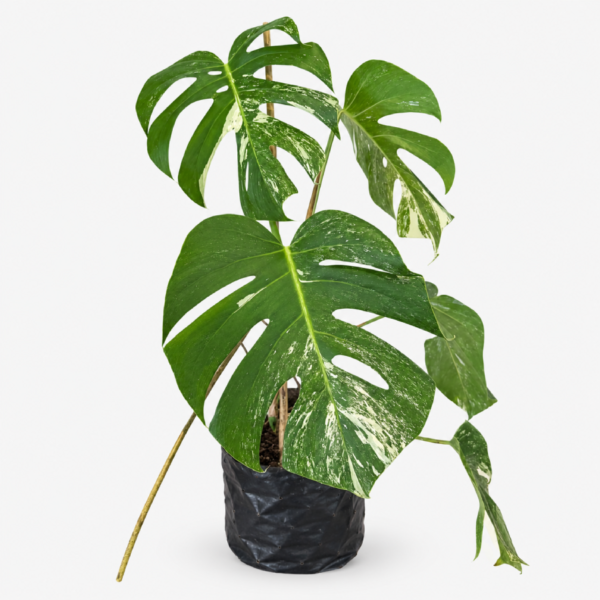 Variegated Maonstera-70