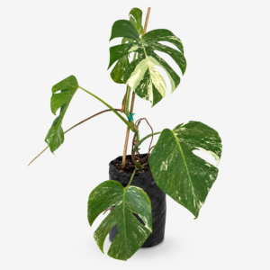Monstera-70
