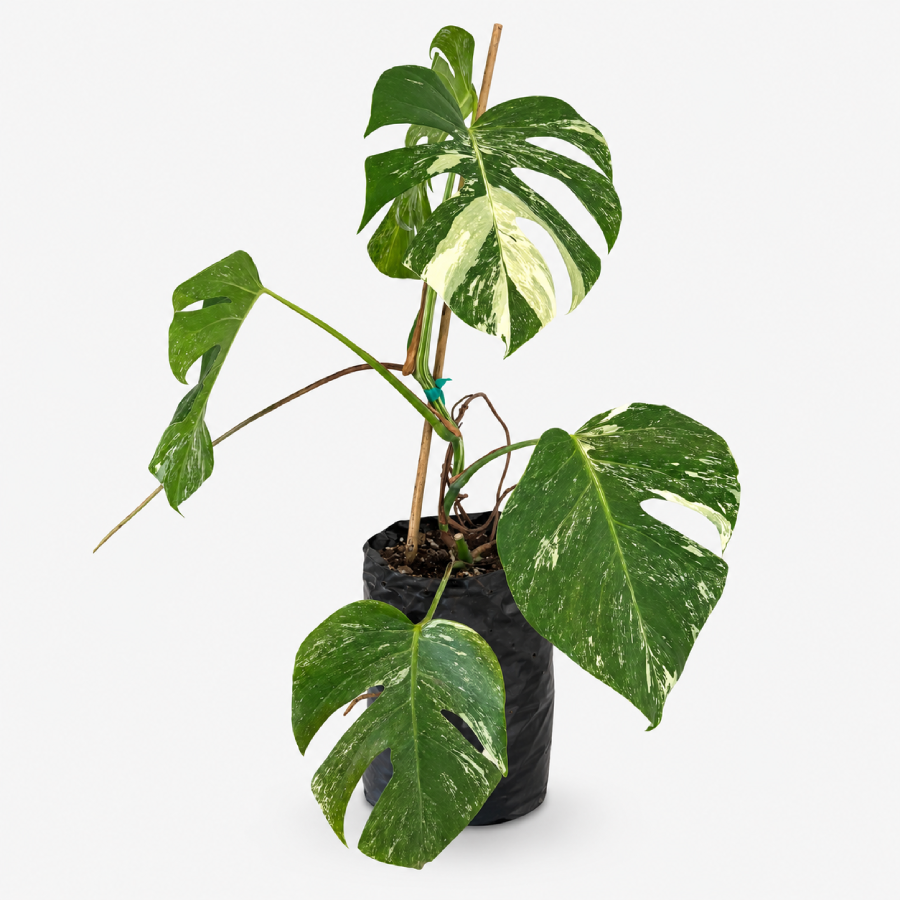 Variegated Monstera-70 Monstera-70