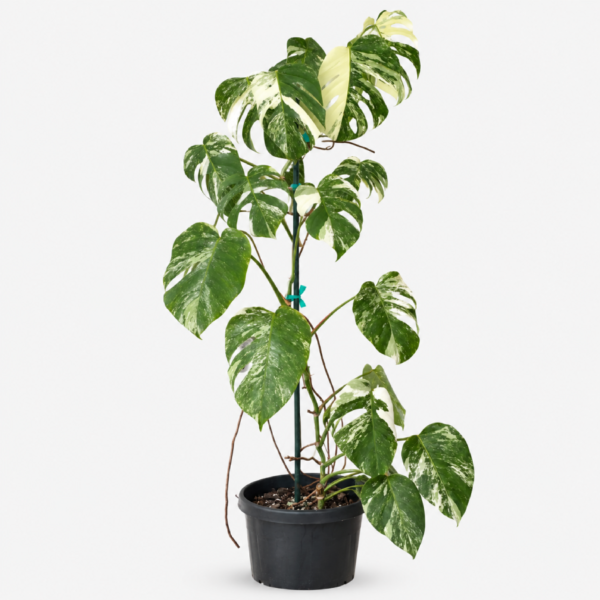 Monstera deliciosa ‘Albo Variegata’ | White Variegated Monstera | 143 cm High - Image 2