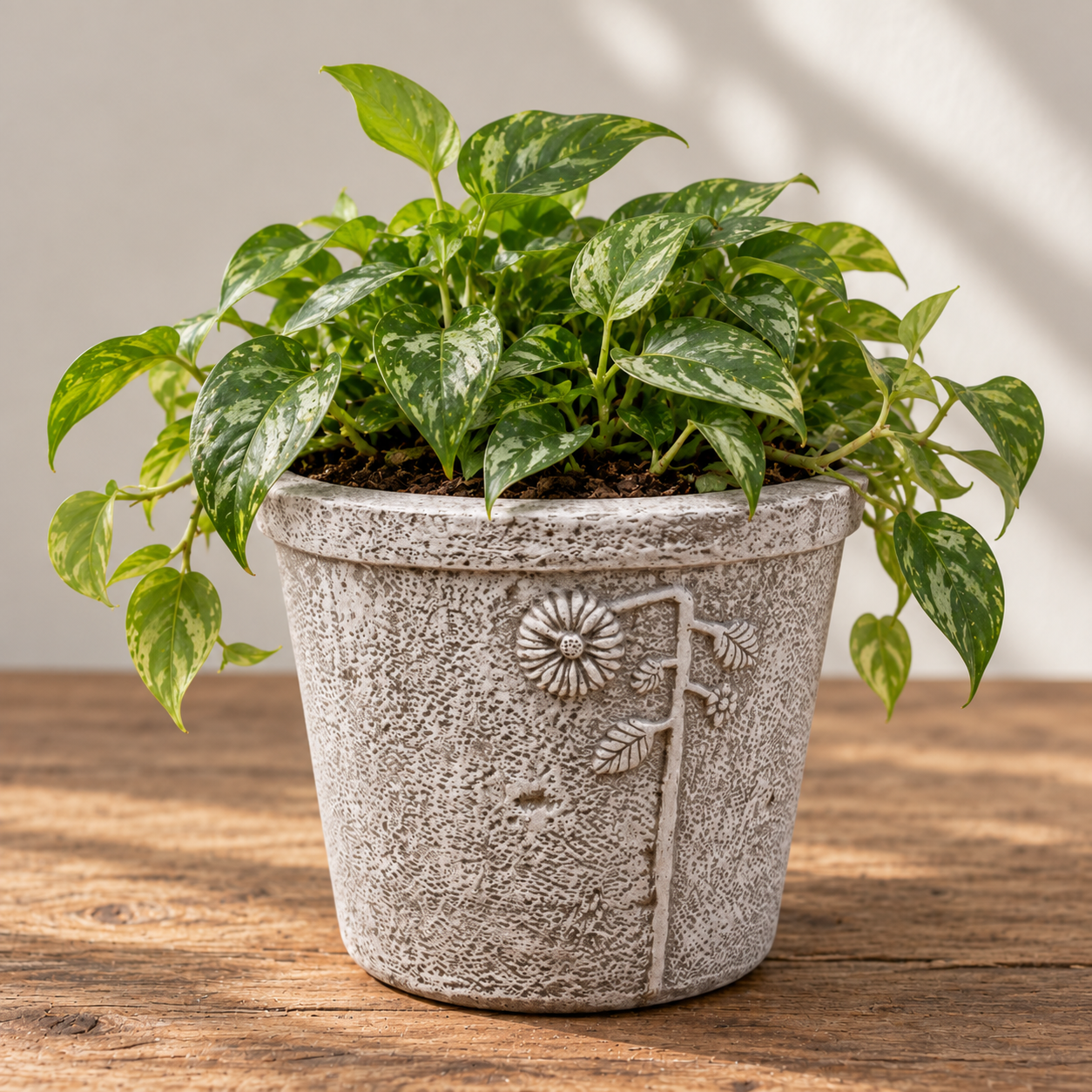 Variegated Plant in Weathered Floral Planter