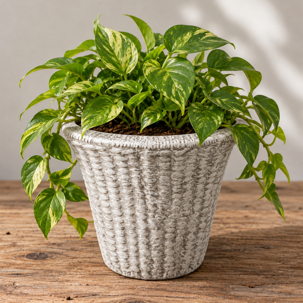 Variegated Pothos in Textured Planter