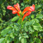 Cape Honeysuckle | African Honeysuckle | Tecomaria capensis