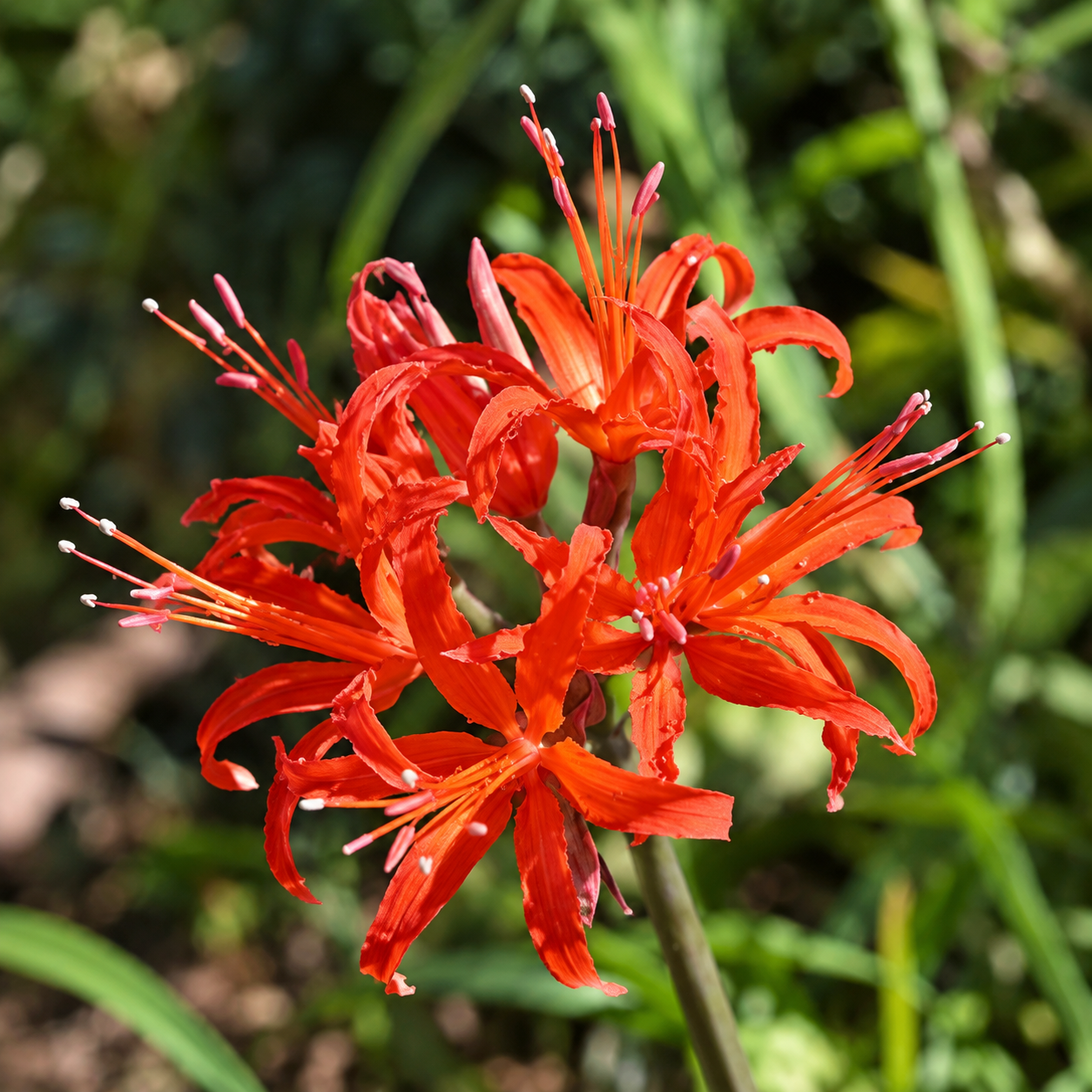 Vibrant Red-Orange Floral Burst