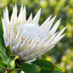 Protea Cynaroides | King Protea Plant White, Pink | 30cm or 60cm Plant