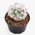 Mammillaria plumosa | Feather Cactus | 5 cm Pot