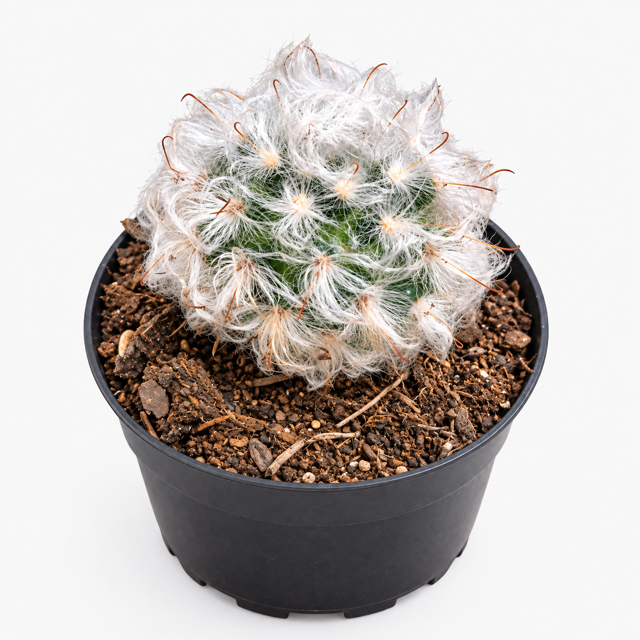 Woolly Cactus in Black Nursery Pot
