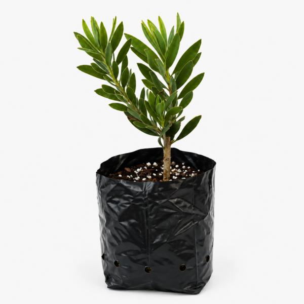 Protea Pincushion Plant | Leucospermum | 20-30cm Plant - Image 4