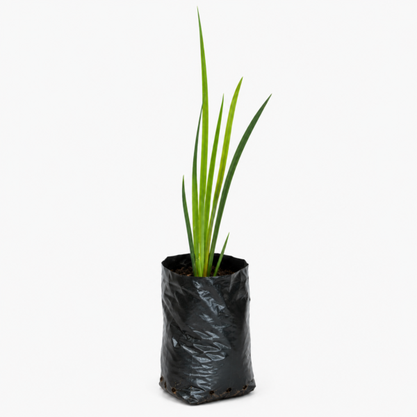 Tall Cape Blue Fynbos Plant | Aristea Bakeri - Image 3