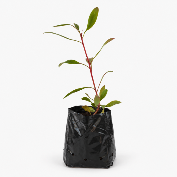 Protea Cynaroides | King Protea Plant Pink | 30–40 cm Height - Image 3