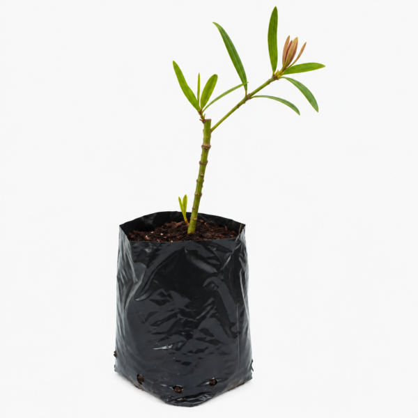 Real Yellowwood National Tree | Podocarpus Latifolius - Image 3